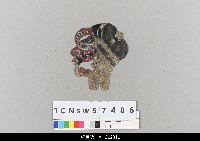 藏品(中國湖北皮影戲偶頭-淨)的圖片